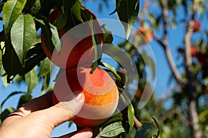 Harvesting peaches. Female hand touching fresh ripe peach on branch of peach tree in orchard.