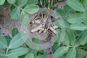 Harvesting peanut plant on sandy soil background