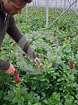 Harvesting Peony flowers