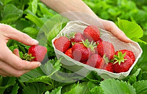 Harvesting perfect strawberries