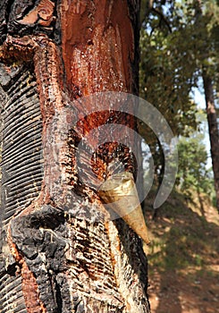 Harvesting Pine Resin