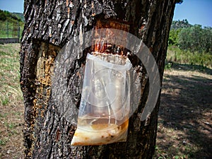 Harvesting pine sap into clear plastic bag. close up of tree bark