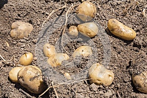 Harvesting the potato crop still on the ground