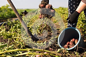 Harvesting potato. digging potato with shovel. Gardener working with potato