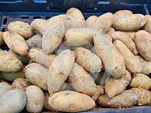 Harvesting potato prepare in the basket to market