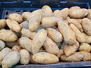 Harvesting potato prepare in the basket to market