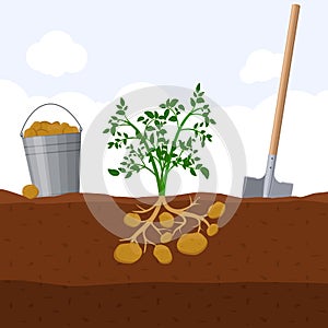 Harvesting potatoes, bucket and shovel. Dig potato concept. Fresh organic vegetable garden plant growing underground
