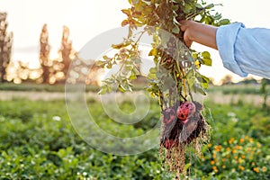 Harvesting potatoes. Farmer holding fresh potato plant dug out in summer field. Healthy organic vegetables. Space