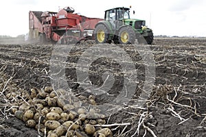 Harvesting potatoes in a field in the countryside