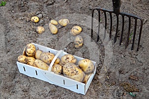 Harvesting potatoes. Fresh organic potatoes are lifted out of the ground with a pitchfork and stored in a basket. Farmer in the