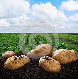 Harvesting potatoes on the ground