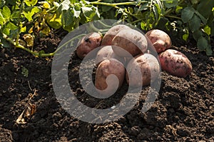 Harvesting potatoes on the ground on a background of field