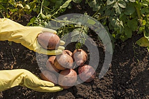 Harvesting potatoes on the ground on a background of field