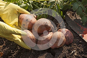 Harvesting potatoes on the ground on a background of field