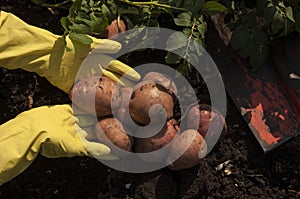 Harvesting potatoes on the ground on a background of field