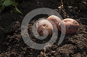 Harvesting potatoes on the ground on a background of field