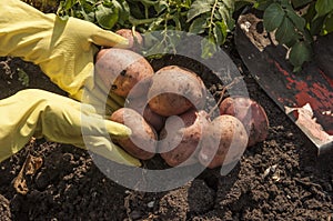 Harvesting potatoes on the ground on a background of field