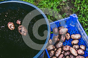 Harvesting of potatoes in a plant pot