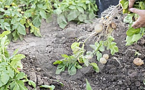 Harvesting potatoes from the soil. Newly dug or harvested potatoes on rich brown ground. Fresh organic potatoes on the ground in a
