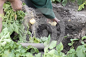 Harvesting potatoes from the soil. Newly dug or harvested potatoes on rich brown ground. Fresh organic potatoes on the ground in a