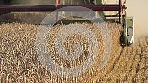Harvesting process grain wheat field summer. Seasonal work. 4K