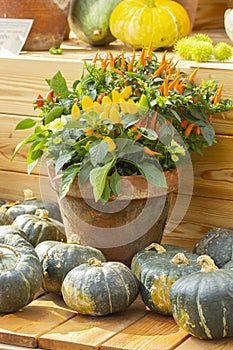 Harvesting pumpkins and peppers. Green striped gourds and red yellow hot jalapeno peppers in a clay pot. Autumn harvest of