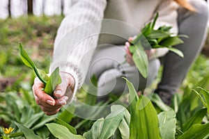 Harvesting ramson herb at spring season