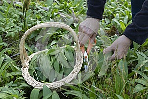 Harvesting ransom (wild garlic) in a forest