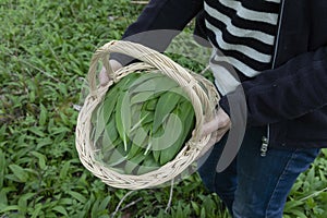 Harvesting ransom (wild garlic) in a forest