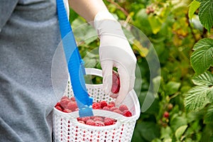 Harvesting raspberries. Worker`s hands in latex gloves.
