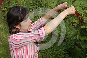 Harvesting of a red currant