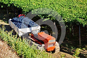 Harvesting red grapes
