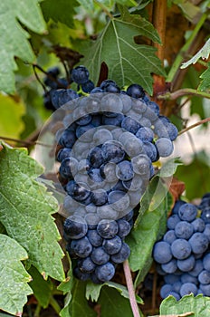 Harvesting red wine grapes