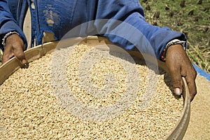 Harvesting rice