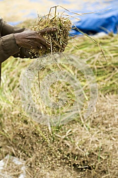 Harvesting Rice Crop