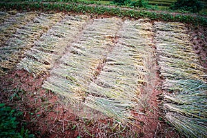 Harvesting rice on the field