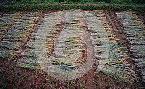 Harvesting rice on the field