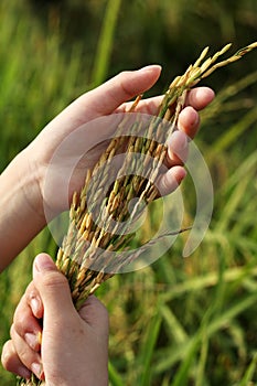 Harvesting Rice for food
