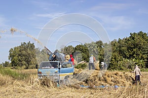 Harvesting rice For Profit