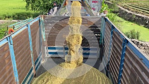 Harvesting rice in Thailand