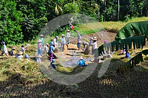 Harvesting the ricefields