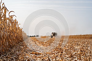 Harvesting ripe dry corn in the field with a green harvester