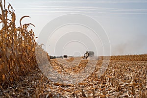 Harvesting ripe dry corn in the field with a green harvester