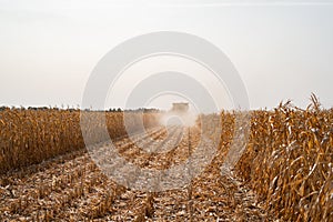 Harvesting ripe dry corn in the field with a green harvester