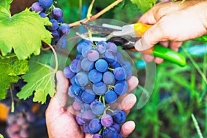 Harvesting of ripe grapes, Red wine grapes on vine in vineyard,