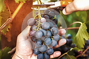 Harvesting of ripe grapes, Red wine grapes on vine in vineyard,