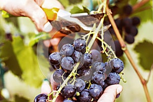Harvesting of ripe grapes, Red wine grapes on vine in vineyard,