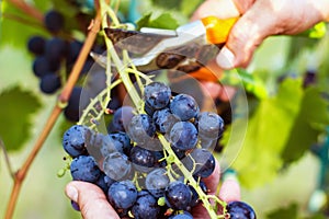 Harvesting of ripe grapes, Red wine grapes on vine in vineyard,