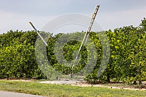 Harvesting ripe oranges on orange trees in a Florida US orange orchard with lots of oranges on the ground around the tree.