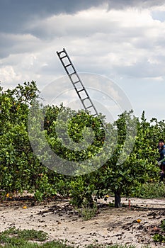 Harvesting ripe oranges on orange trees in a Florida US orange orchard with lots of oranges on the ground around the tree.